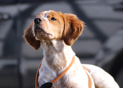 tierpension kersebohm hundehotel luenen dortmund bochum hundepension fttern