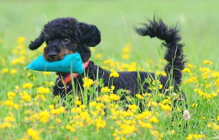 dummytraining hundeschule kersebohm luenen bettina eisenberg