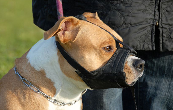 sachkundenachweis hunde hundeschule kersebohm dortmund