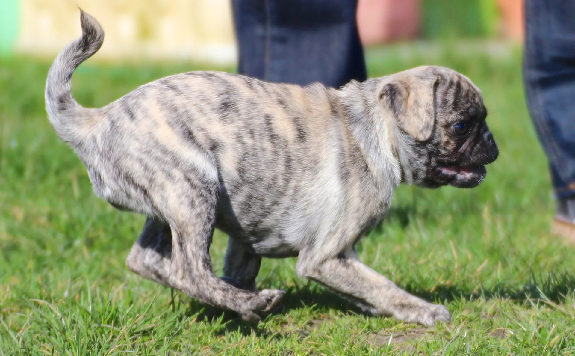 Ein junger Hund rennt