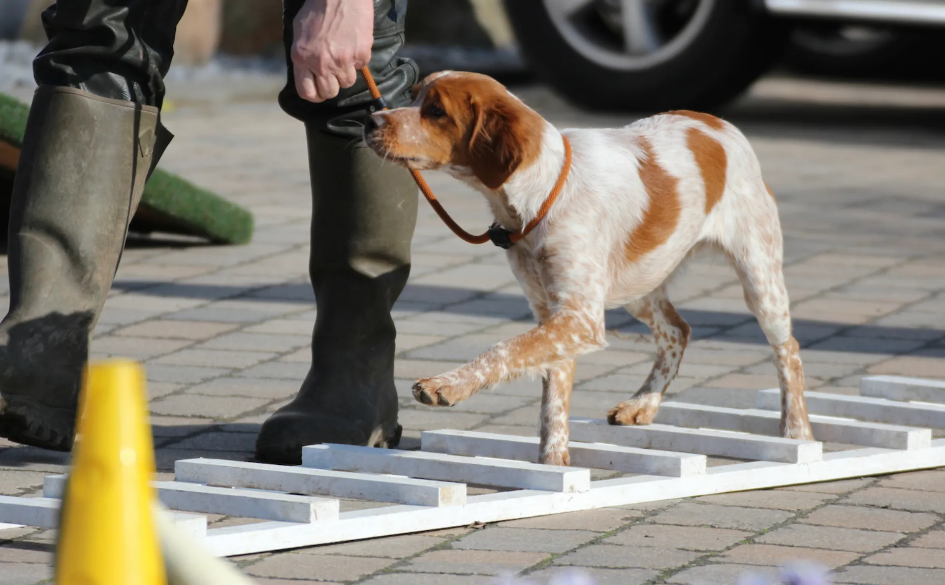 Ein Hund läuft über ein Hindernis