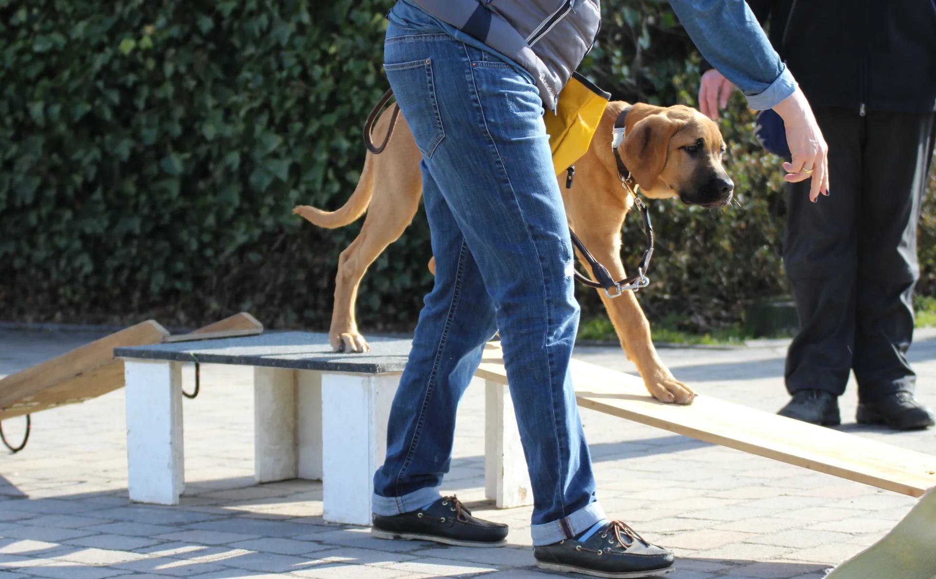 Ein großer Hund wird über ein Hindernis geführt